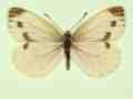 Pieris napi female (aberrant form fuscosignata 4) (Internet Image property of respective owner, non-commercial use only)